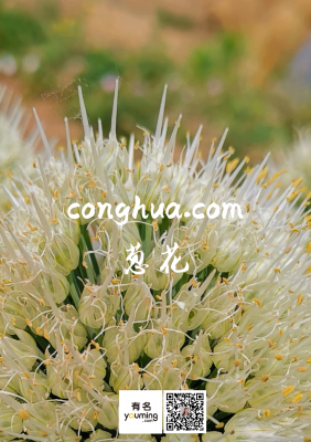 conghua.com